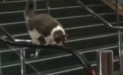 【猫】エスカレーターの手すりで「キャットウォーク」の練習！