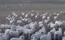 【爆笑ｗ】羊の群れを眺めていたら・・目の前にすごい笑顔の子が！