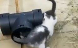 【無限ループ】2匹の子猫がぐるぐる周っている動画、可愛いすぎて笑えるｗ
