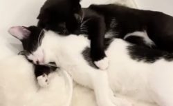 【保護猫】藤あや子さんちの双子たち、腕枕して眠る様子が尊すぎる・・・
