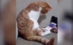 【泣いた】亡くなった飼い主の動画を見る猫の様子。切ない・・