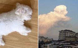 【！】子犬と雲、そっくりの形が話題に