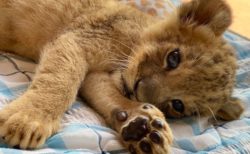 【あざとい】自分の可愛さを自覚しているライオンの赤ちゃん。視線も肉球も可愛いすぎ