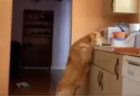 【動画】犯行現場を見られてしまった犬が話題に「ものすごい悲しい顔ｗ」