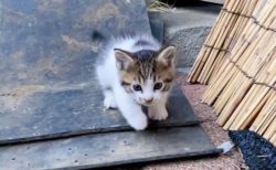 【動画】よちよち歩きの子猫がひたすら可愛い動画が話題「子猫って無敵‥」