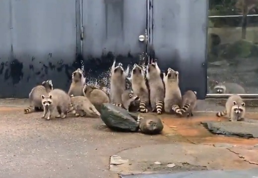 【動画】「きたー！」食事もった飼育員さんの気配に気づいたアライグマ集団が可愛いｗ