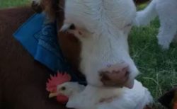 【動画】超仲良しな牛とニワトリ！ニワトリに頬ずりする牛が可愛いすぎるｗ