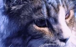 【動画】ドキっとする程イケメンの猫さんが話題「これはビジュアル系‥」