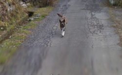 【ｗ】Googleマップで撮影車をめちゃ追いかけてくる犬が話題に(･∀･)
