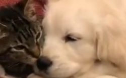 【動画】仲良しな犬と猫が話題「ずっと見てる」「うわぁ・・」