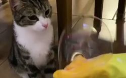 【ｗ】しゃぼん玉を触りたい猫のリアクションが話題「表情がめちゃ可愛い！」