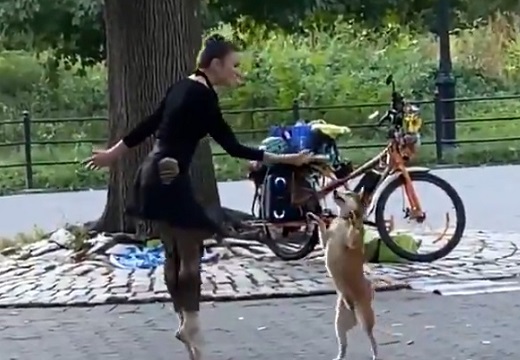 【動画】ＮＹで目撃された美女と柴犬のダンスがステキすぎる