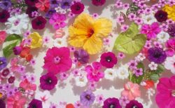 【話題】蜷川実花展に感化されたお父さん(72)、庭にすごい作品を作ってしまう・・