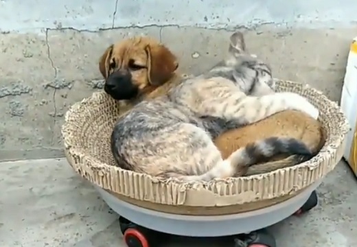 【動画】ぴったりくっついて眠る犬と猫、見てるだけで和むと話題