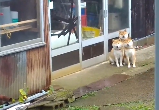 【動画】散歩を待ってる3匹の柴犬親子が可愛いすぎるｗ