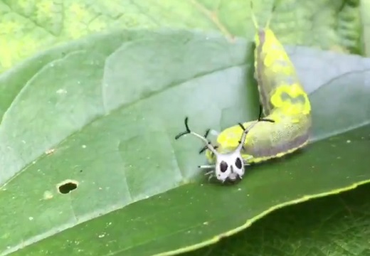 【カワイイ】お面つけたみたいなハロウィンっぽい青虫が話題ｗ