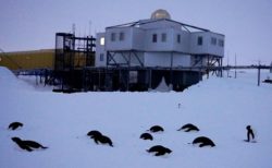 【南極】昭和基地の前で眠る12羽のペンギンが話題「まるまるしてるｗ」