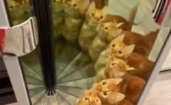 【動画】鏡で遊ぶ猫ちゃんが話題「びっくりした」「万華鏡ねこｗ」