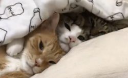 【布団めくったら‥】くっついて眠る3匹の猫がカワイイｗ