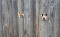 【爆笑】犬専用の覗き穴が話題「ぴったり！」「面白すぎるｗ」