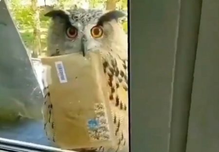【動画】窓の枠に止まったフクロウ、郵便物を持ってるだけで映画感ｗ