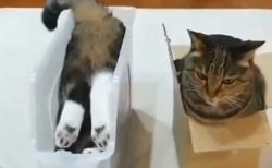 【二極化】箱があった場合‥全く逆の入り方をする猫の動画がカワイイｗ