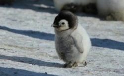 【画像】ひたすら可愛いペンギンの赤ちゃん達が話題