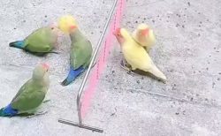 【緑 vs 黄】バレーボールで遊ぶ鳥の動画が話題「すごーい!!」「可愛い」