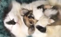 【動画】大きな猫に抱っこされるチワワ、最高にかわいいｗ