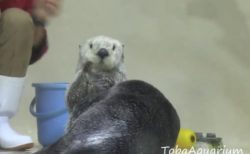 【動画】鳥羽水族館の人気ラッコ メイちゃん、新技「セクシーポーズ」が可愛いｗ