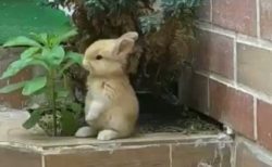 【動画】置物みたいに可愛いウサギが話題「ピーターラビットみたいｗ」