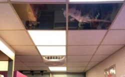 【上からねこ】天井を猫用に改造したお店が話題「めっちゃ見てるｗ」