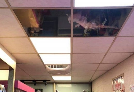 【上からねこ】天井を猫用に改造したお店が話題「めっちゃ見てるｗ」