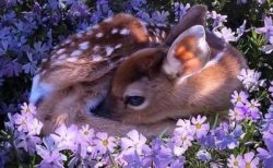 【ひゃー】鹿の赤ちゃんが寝てる様子の写真4枚、かわいさしかない！