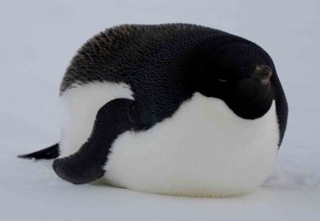 【ｗ】まるまる太ったペンギンが話題「アザラシみたい」「フグにしか見えないｗ」