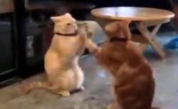 【動画】延々と手遊びする2匹の猫が話題「これはやられたｗ」