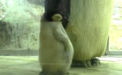 【動画】ねむくて‥立ったままウトウトしてる赤ちゃんペンギン、可愛いすぎるｗ