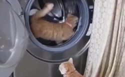 【ｗ】洗濯機でルームランナーする猫が話題に「待ってる子も可愛いｗ」