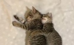 【動画】ぴったり抱きつき幸せそうに眠る猫達が話題「気持ちよさそう」「羨ましいｗ」