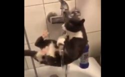 【動画】水を飲みたい猫、トムとジェリーみたいな状況にｗ