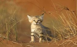 【世界最小級】野生のスナネコの食事風景が砂漠で撮影されネット騒然！