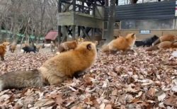 【動画】キツネ村でくつろぐ冬毛のキツネ達が話題に「もっふもふ！」「癒ししかない」