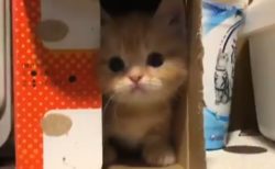 【ふわもこ】箱からこそっと出てくる子猫が最強の可愛さｗ