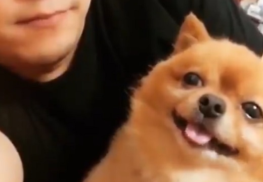 【動画】主さんの顔を真似する犬が話題「横目で確認するの可愛いｗ」