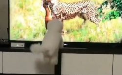 【爆笑】テレビの中の野生動物に触発されたわんちゃん、本能覚醒してしまう！！！