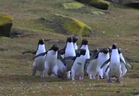 【ぴょんぴょん】蝶々を追いかけるペンギン集団が話題に「初めて見た！」「可愛いｗ」