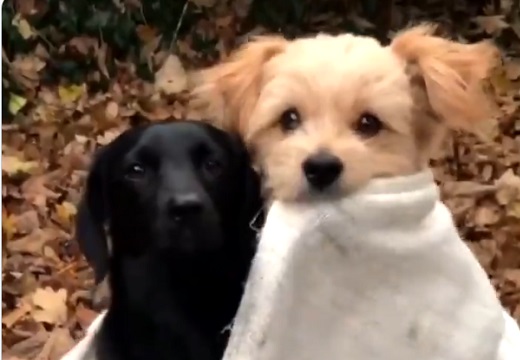【動画】犬2匹の撮影風景が話題に「何回も見てる」「可愛いすぎｗ」