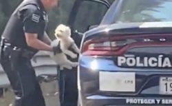 【迷子】警察に保護された犬、家族と再会した場面が感動的