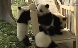 【動画】すべり台で遊ぶパンダ4頭、めちゃくちゃ可愛いｗ
