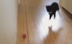 【動画】ボール1つに激しすぎる猫が話題に「無駄な動きが凄いｗ」